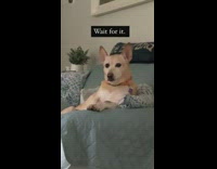 Large brown dog sits couch rubs face