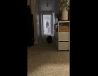 Chonky cat walking towards hooman 