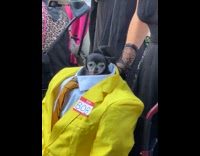 Collab Clips MPUGC - Black dog in yellow suit costume