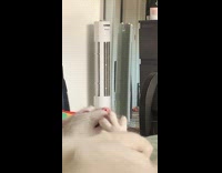 White cat grooming hind paw 