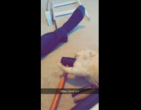 Miley Cyrus cat playing with hammer on floor