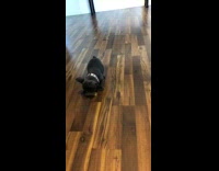 Black french bulldog puppy plays wood block