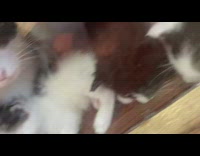 Cat and kittens are found in same space as candy at store 