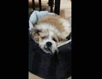 Adorable dog sleeps and snores very loud 