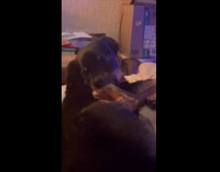 Dog on bed nibble lick his feet