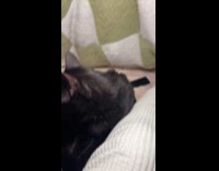 Woman jokes about cat named Harry