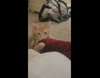 Pet cat kitten clings to the hand with sweater and dance