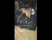 Collab BitchMP - Old dog with diaper walks funny