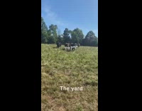 Guy feeds cows brings them to the yard