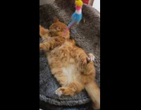 Orange cat lays on back and plays with string toy 