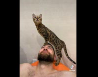 Collab PLC - Brown cat stands on forehead of man