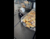 Cockatiel bird bite plastic bag of crackers