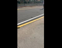 Woman drops cage full of live crabs