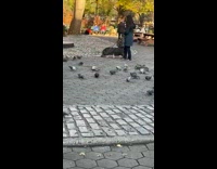 Woman walks her black pig while a bunch of pigeons swarm at park