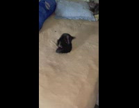 Black kitten chases its own tail on bed 