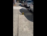 Collab WINY - Pickle jar left in the middle of sidewalk