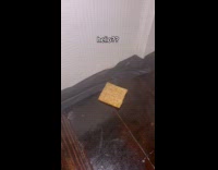 Racoon reaching for biscuit from underneath gap door 