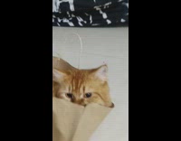 Brown cat lays inside paper bag girl