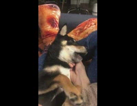 Collab Pets For All - Black shiba inu gets a head scratch and cheeks pinched