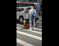Man with dog poop middle of crosswalk