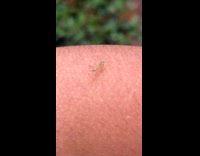 Small Young Mantis Walks on Mans Skin