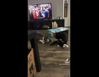 Collab Kale Salad IG - Disabled cat chases friend around living room