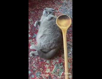 Collab VIBES - Wooden spoon hits fat grey cat 