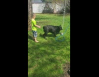Black dog eat water from sprinkler backyard