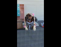 Collab Pets_For_All - Dog dressed as Britney Spears for Halloween