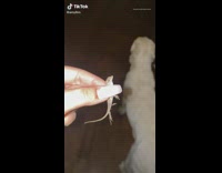 Girl holds gecko by two dogs geico