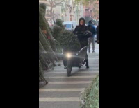 Woman moves Christmas tree using a cargobike