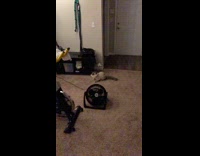 Girl throws paper airplane hits cat fail 