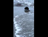 Rat roaming on the shore 