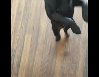 Black pug dog stands walks living room