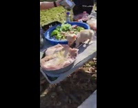 Brown puppy bites meat on picnic table 