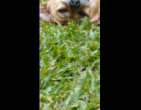 Brown dog lays back grass guy bench
