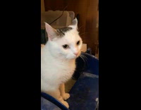 Collab BitchMP - White cat pursing lip