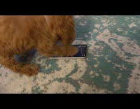 Brown puppy wiping screen play with smartphone part 2