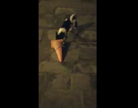 Pet dog on a leash plays with the traffic cone
