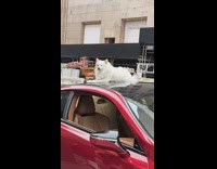 Collab WINY - White Dog Chills on Top of Red Luxury Car