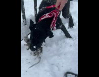 Black dog keeps rat in its mouth 