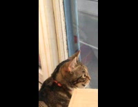 Tabby cat on window chattering at birds
