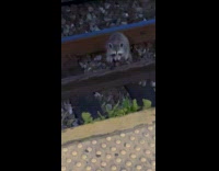 Man Shoos Away Raccoon on Train Track