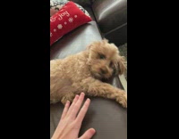 Guy rub belly of dog on sofa