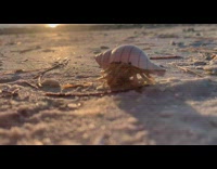 Hermit crab on beach crawl approach camera