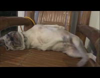 Dog plays with self on a chair