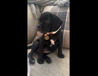 Black puppy sit and pose on sofa