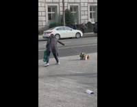Woman dragging lazy bulldog that refuses to walk