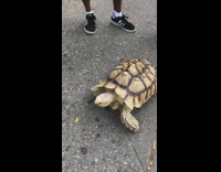 Turtle walks fast through crowd at the park