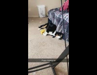 Pet dog asleep dreams and feet twitches